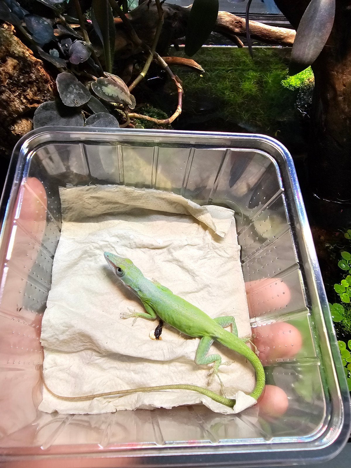 Gezocht!, vrouwelijke Anolis allisoni, cubaanse blauwe anoli, Hagedis