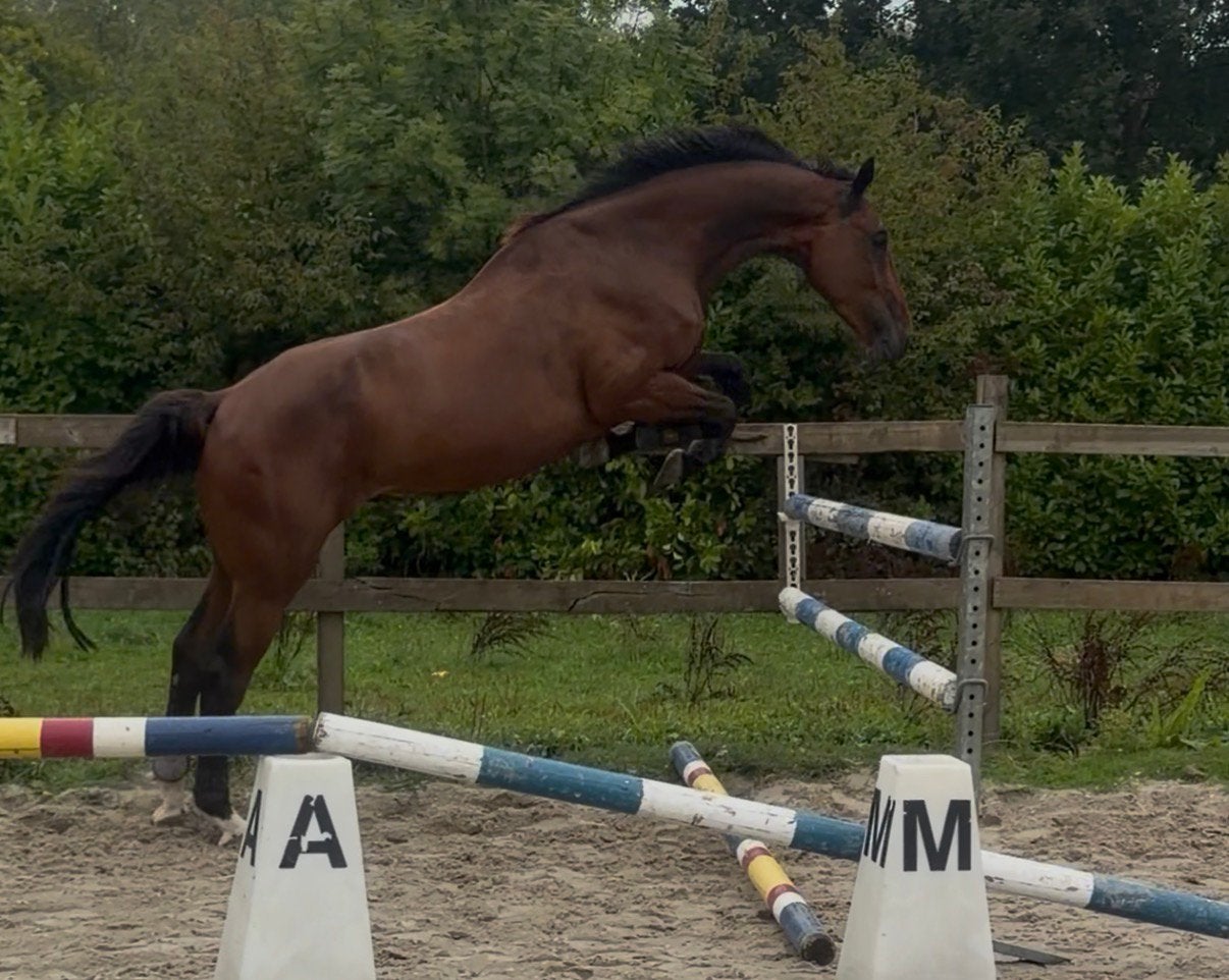 Mooi 3 jarige springgefokt ruin, Ruin, Dressuurpaard, 3 tot 6 jaar