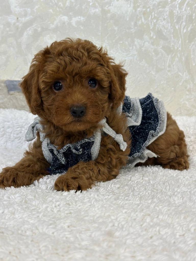 Klein, Schattig en Vol Liefde — Toy Poedel Meisje te Koop!, Poedel, Particulier, 15 weken tot 1 jaar, Buitenland