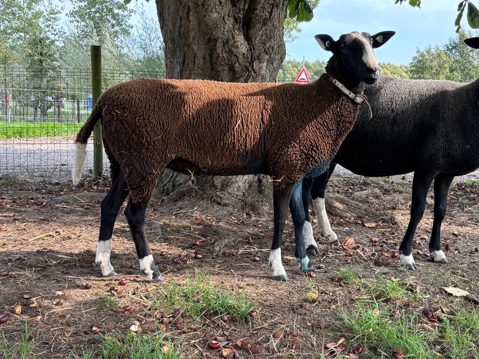 Stamboek Zwartbles dek ram, Dieren en Toebehoren, Mannelijk, Schaap