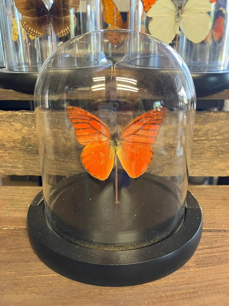 Vlinder in stolp, Verzamelen, Dierenverzamelingen, Nieuw, Opgezet dier, Insect, Ophalen of Verzenden