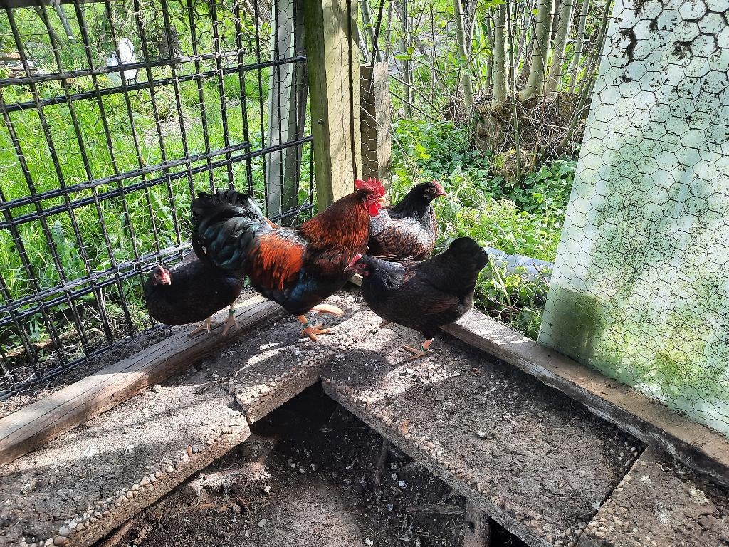 Broedeieren van dubbel gezoomde barnevelder krielen., Dieren en Toebehoren, Pluimvee, Geslacht onbekend, Kip