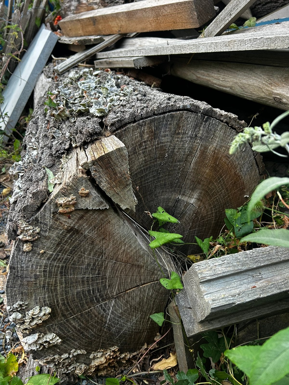 3 grote boomstammen, Tuin en Terras, Haardhout, Minder dan 3 m³, Ophalen