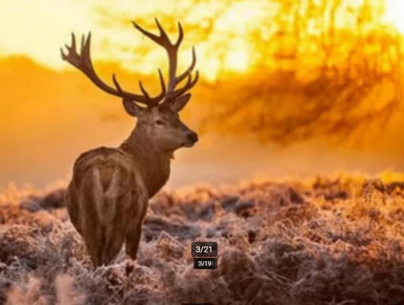ONDER DE ROOK VAN APELDOORN HOTEL DE WIPSELBERG € 39,00, Tickets en Kaartjes, Hotelbonnen, Twee personen, 1 overnachting