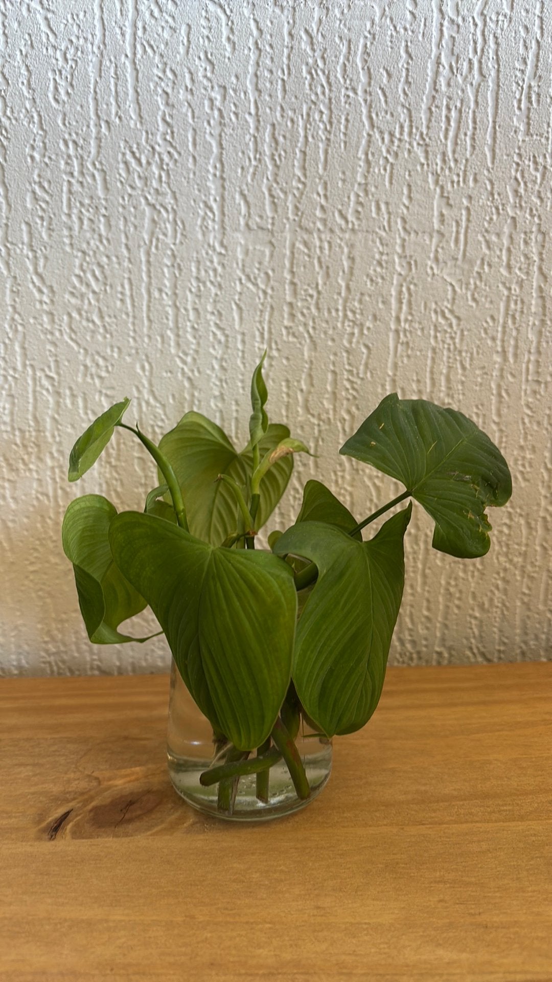 Philodendron Peru/ Fibraecataphyllum stekken, Ophalen of Verzenden, Halfschaduw, Minder dan 100 cm