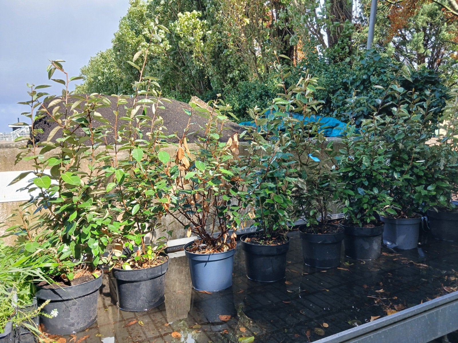 Elaeagnus ebbingei 80-100, Ophalen, Overige soorten, Minder dan 100 cm