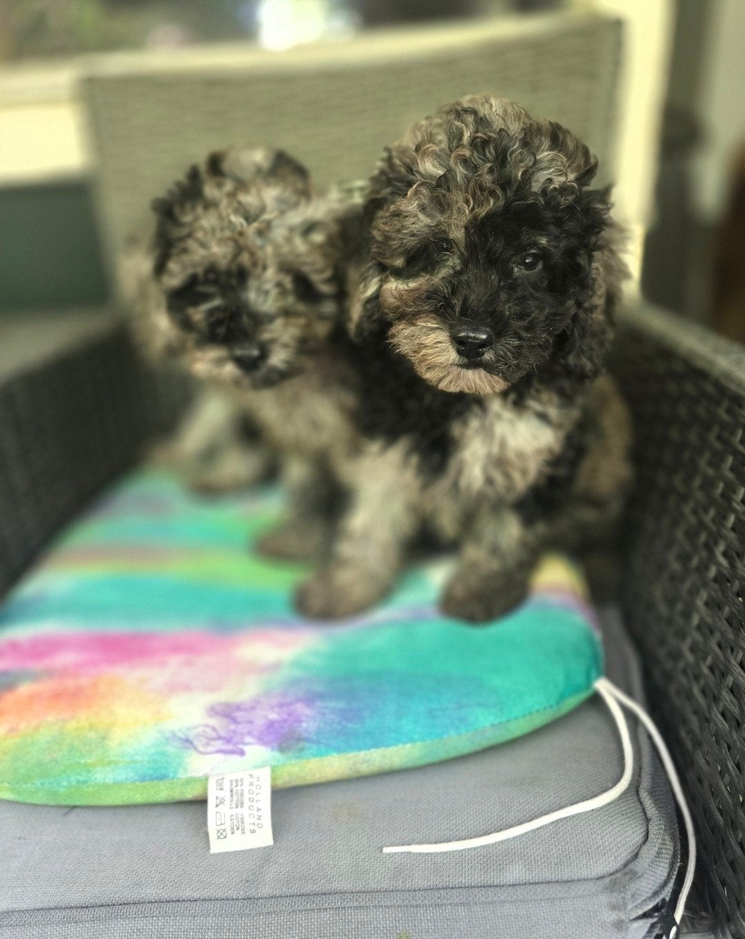 Prachtige mini poedel toypoedel, Dieren en Toebehoren, Honden | Chihuahua's en Gezelschapshonden, Poedel, Parvo, 8 tot 15 weken