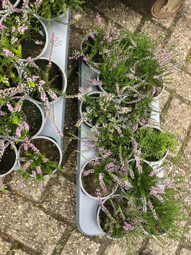 Unieke inheemse heideplantjes voor biodiversiteit, Ophalen, Overige soorten, Struik, Minder dan 100 cm