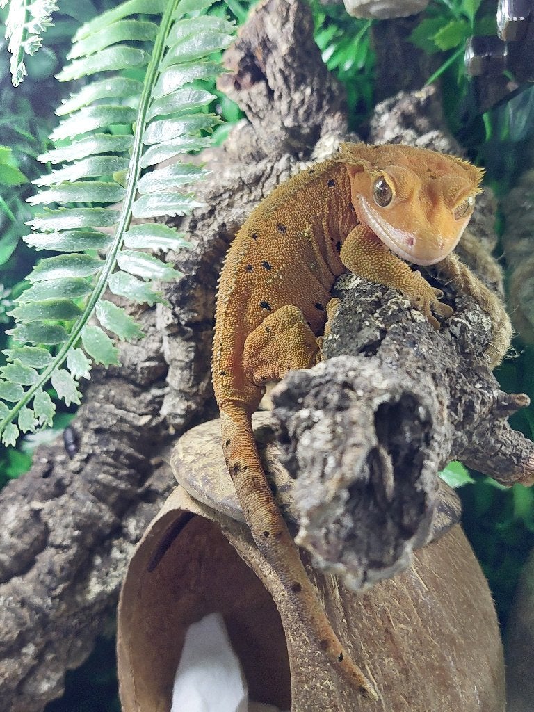 Wimpergekko, Dieren en Toebehoren, Hagedis, 0 tot 2 jaar