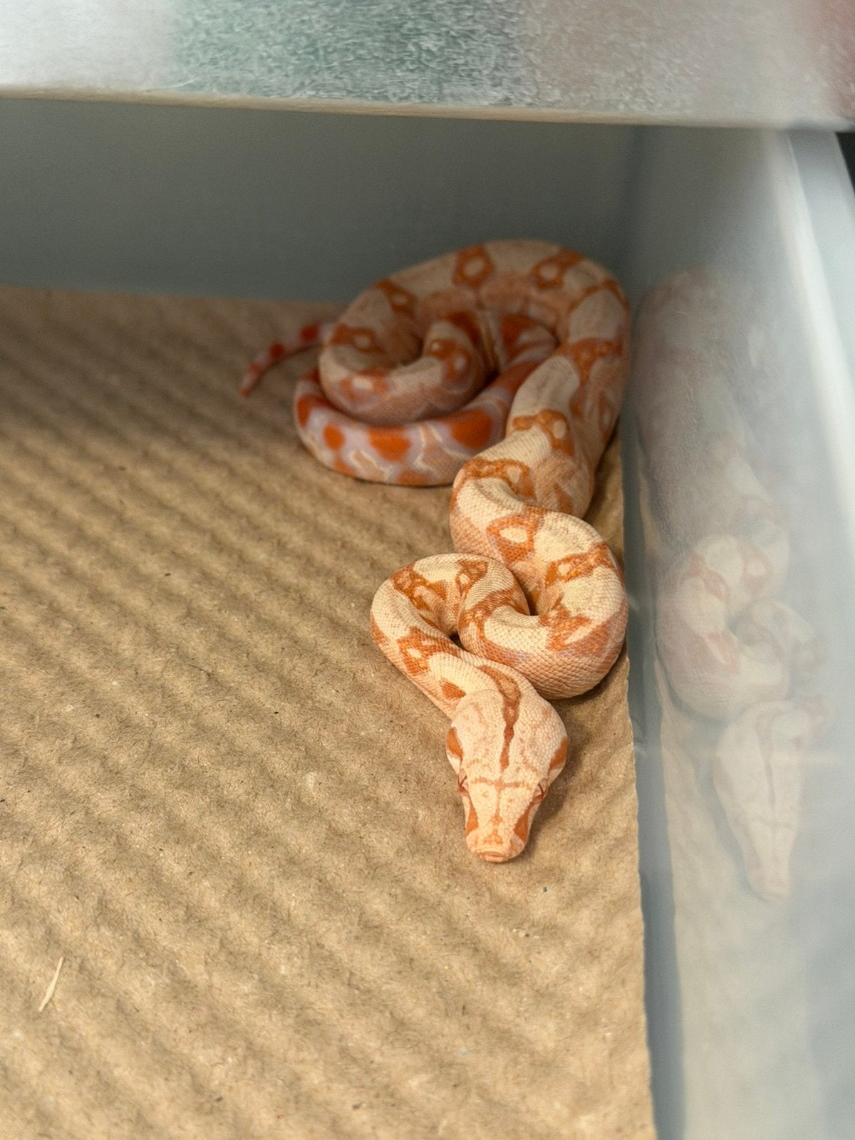 Sunglow 100% het leopard, Dieren en Toebehoren, Slang, 0 tot 2 jaar