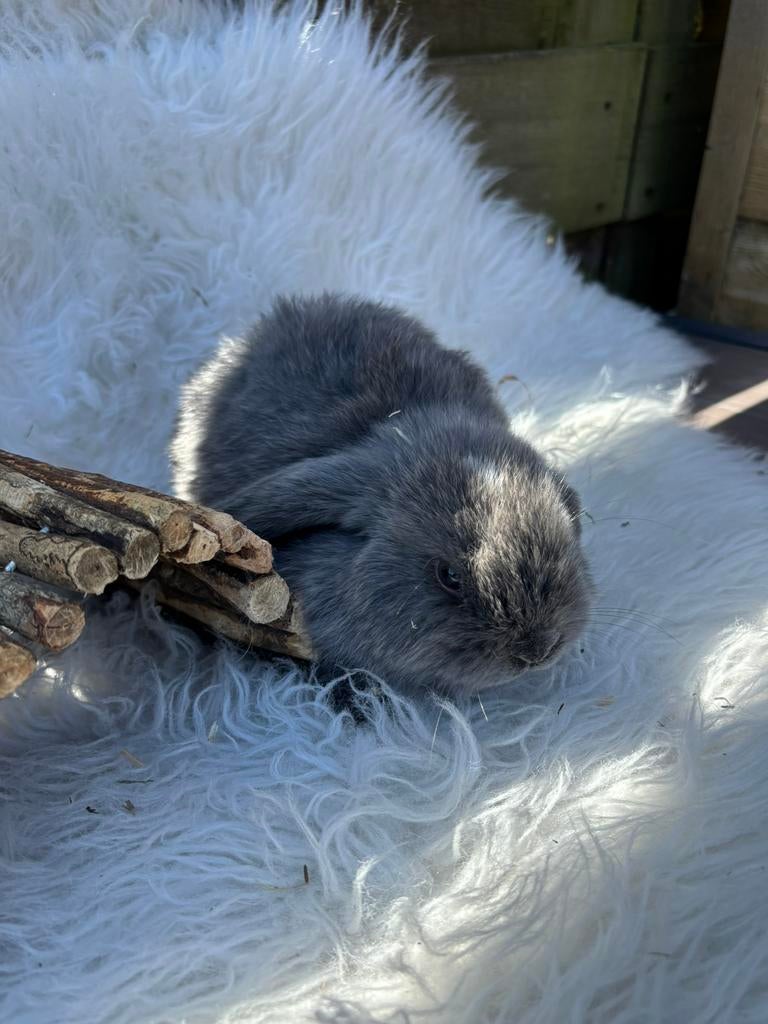 Minilops 8 weken verschillende kleuren, Dieren en Toebehoren, Konijnen, Meerdere dieren, Dwerg