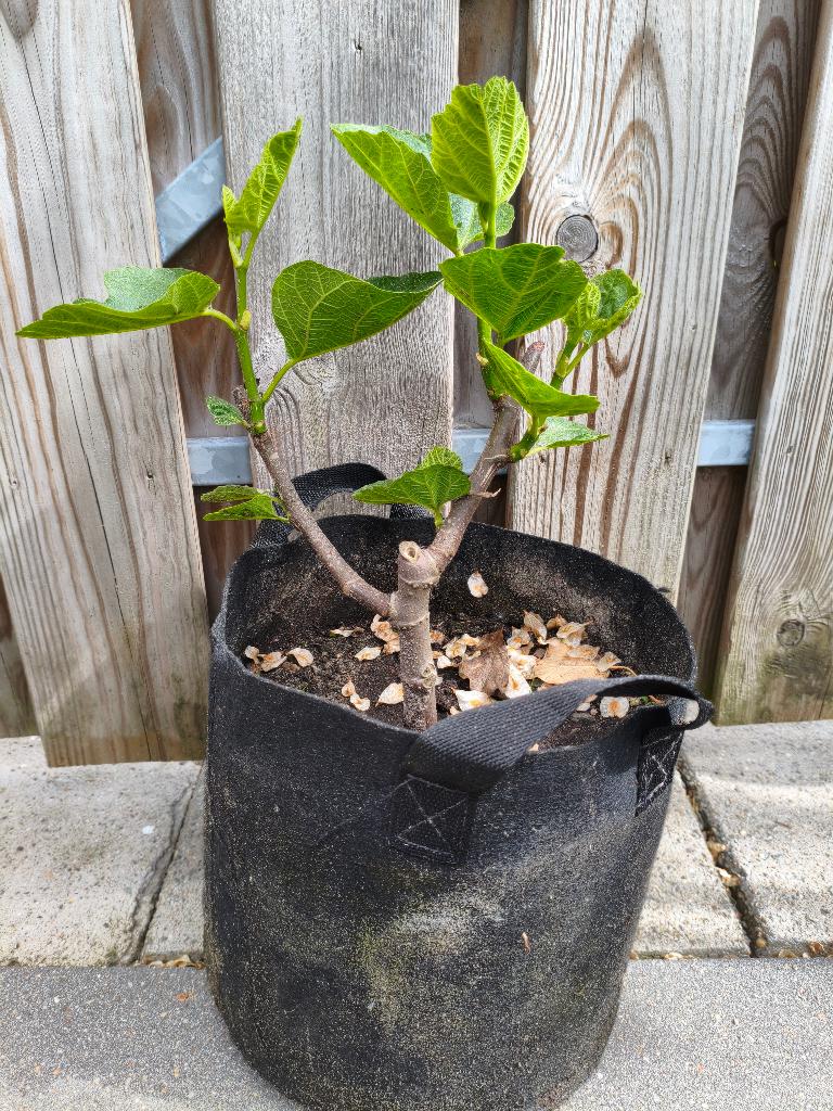 Napolitana Vijgenbomen incl. kweekpot!, Tuin en Terras, Planten | Fruitbomen, Ophalen, Minder dan 100 cm, Volle zon, In pot