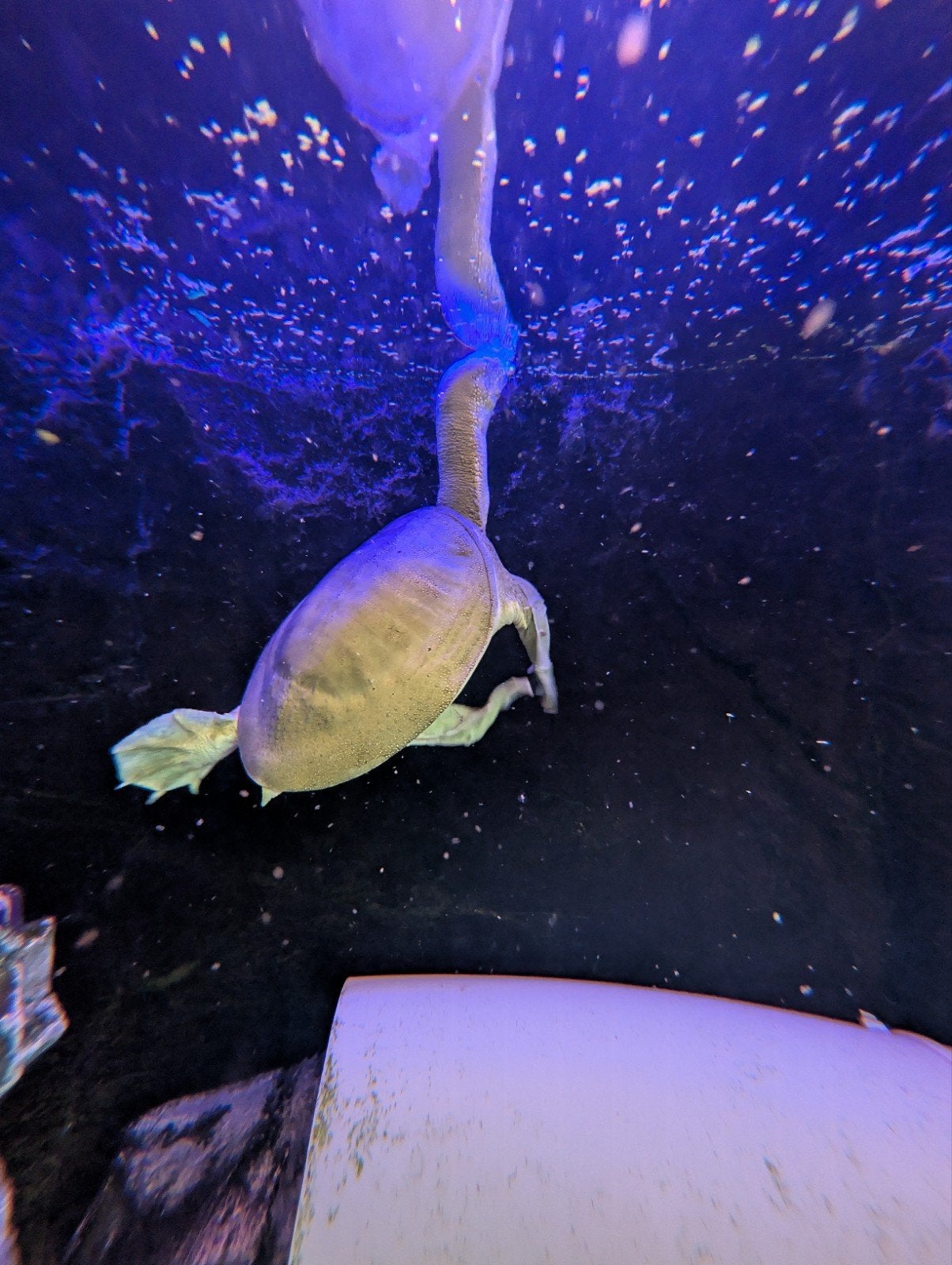 Chinese Softshell Turtle Turtle photo 3