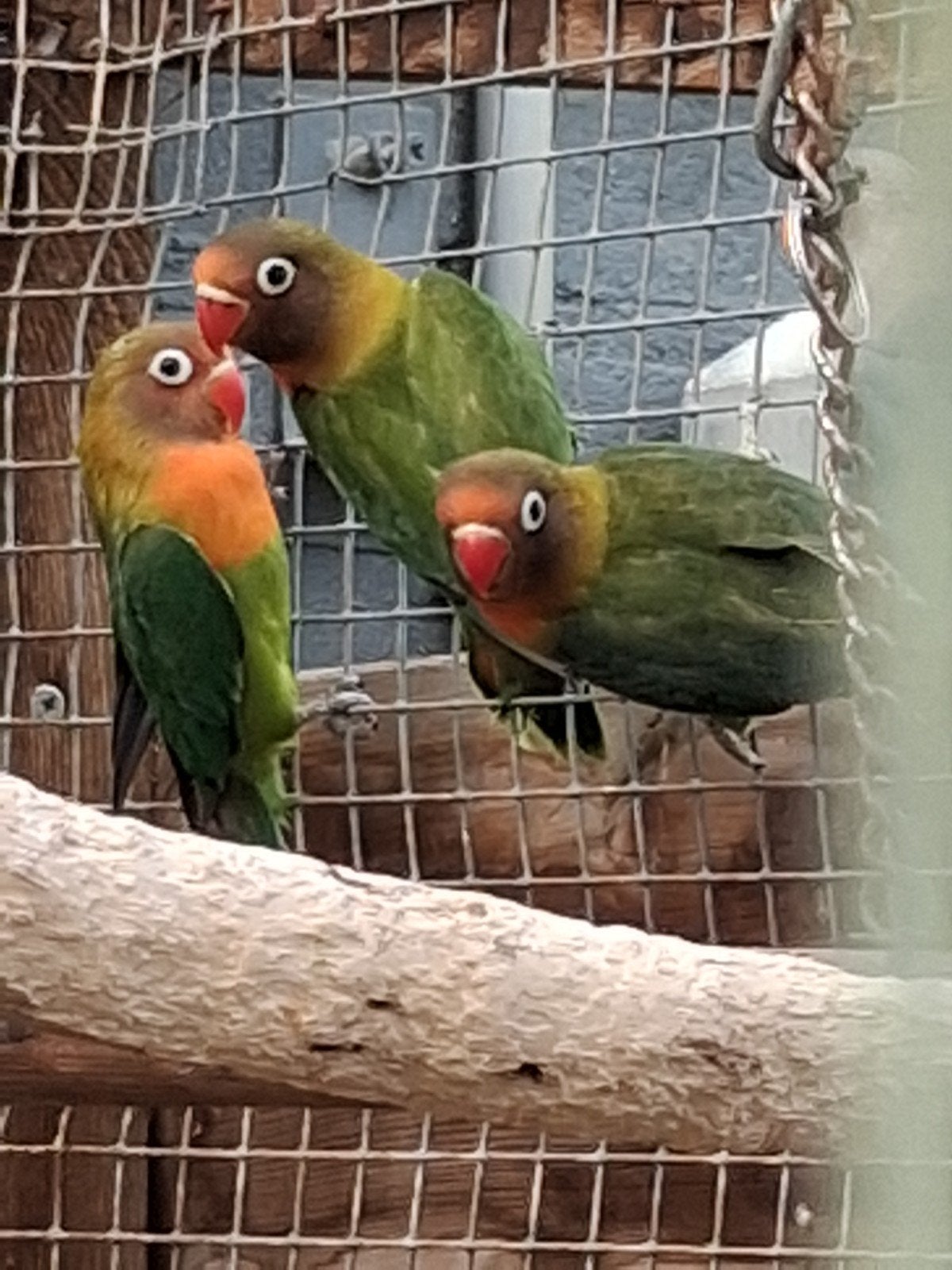 Agapornissen Personata's, Geslacht onbekend, Dwergpapegaai of Agapornis