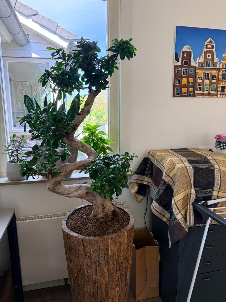 Ficus ginseng bonsai in cemano woodvase, Huis en Inrichting, Kamerplanten, Ophalen, Ficus, Halfschaduw, In pot