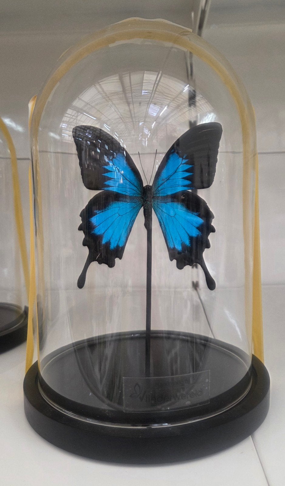 Vlinder in stolp - Vlinderwereld, Ophalen of Verzenden, Zo goed als nieuw, Insect, Opgezet dier