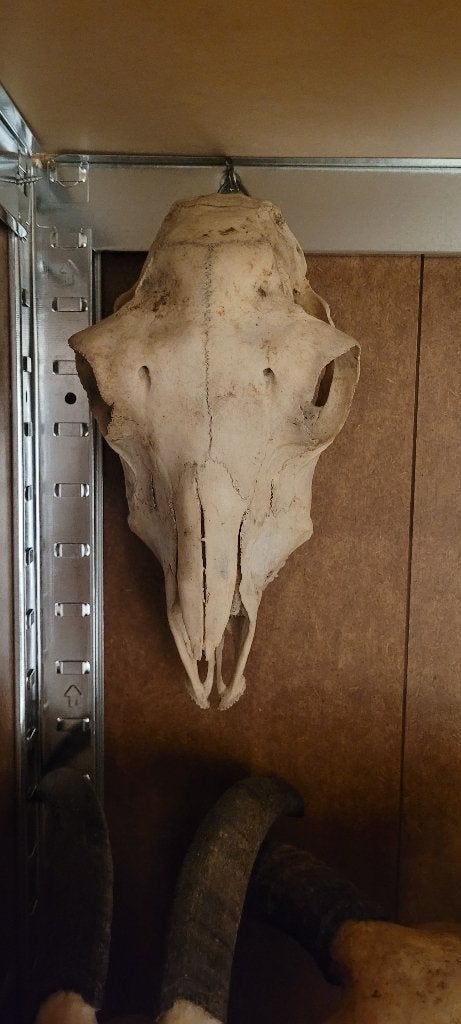 Schedel Schaap, Ophalen of Verzenden, Nieuw, Boerderijdier, Schedel