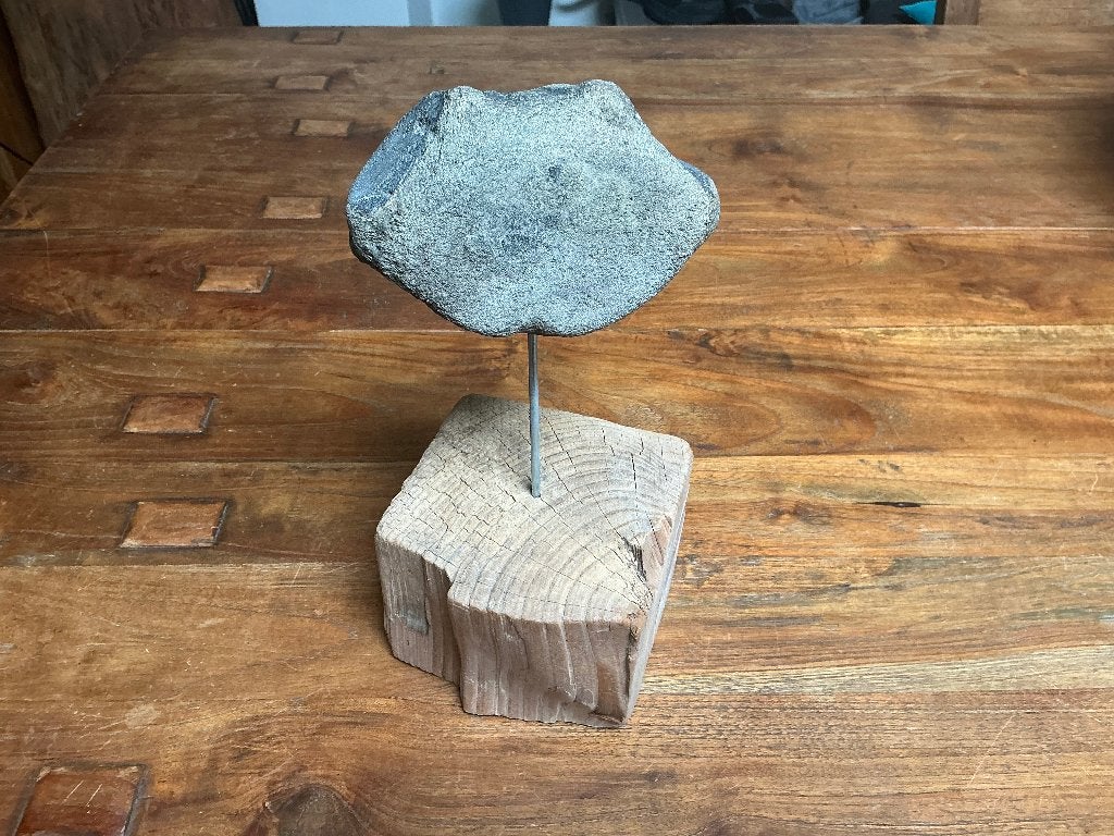 XXL WeRVeL WaLViS FoSSieL KaDo NaTuuR SCHeDeL SToeR LeuK, Verzamelen, Mineralen en Fossielen, Ophalen of Verzenden, Fossiel