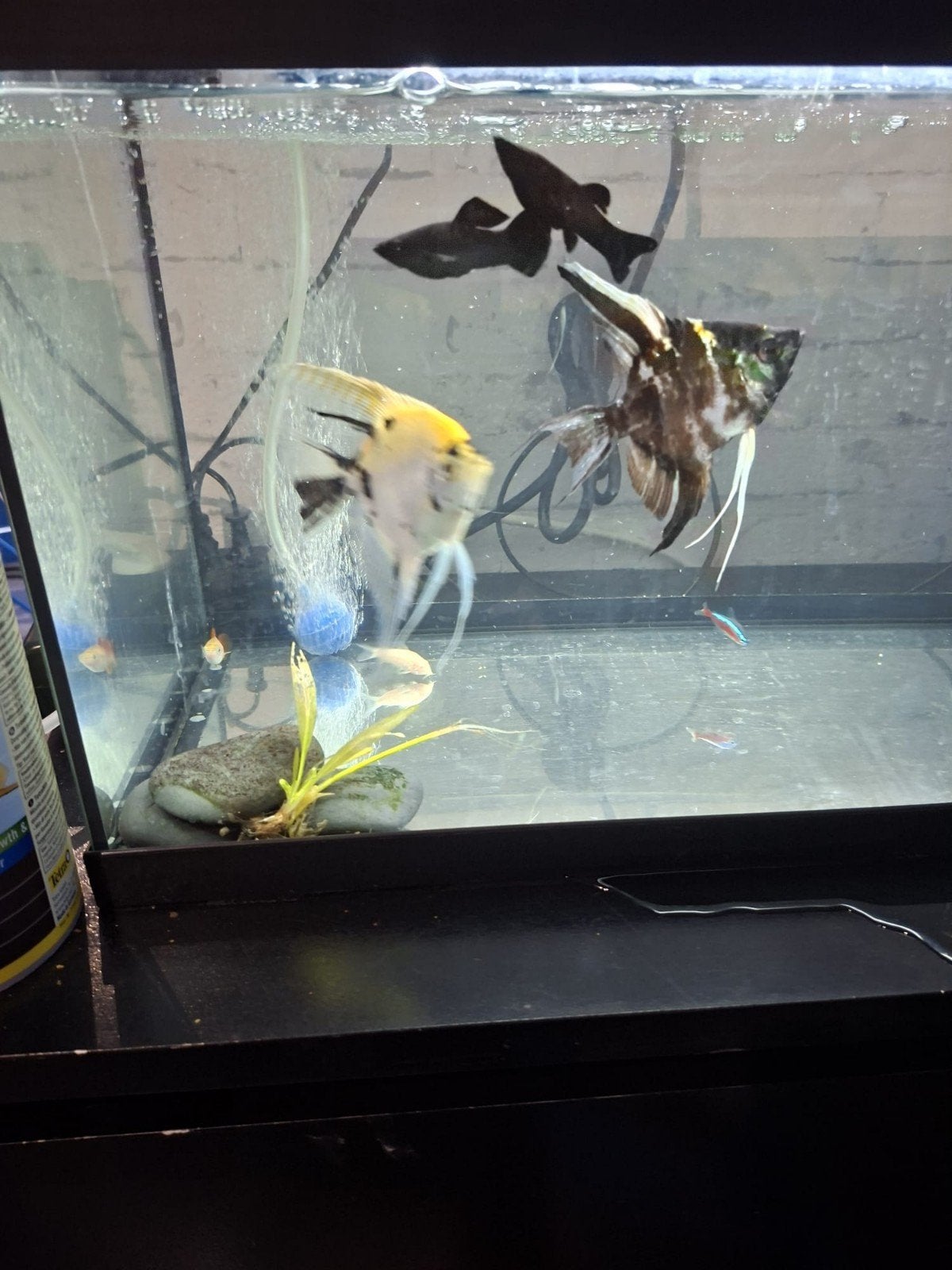 Aquariumvissen, Vis
