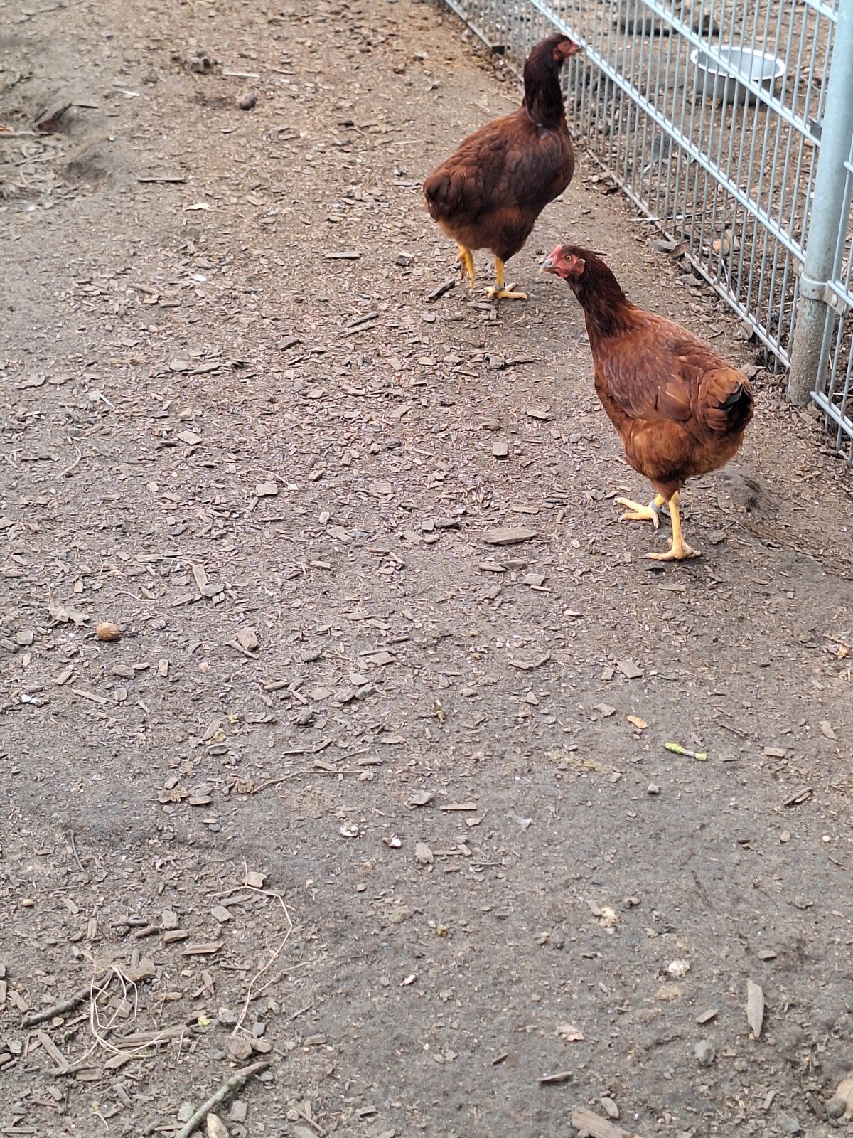 red island hennen en marans kippen, Dieren en Toebehoren