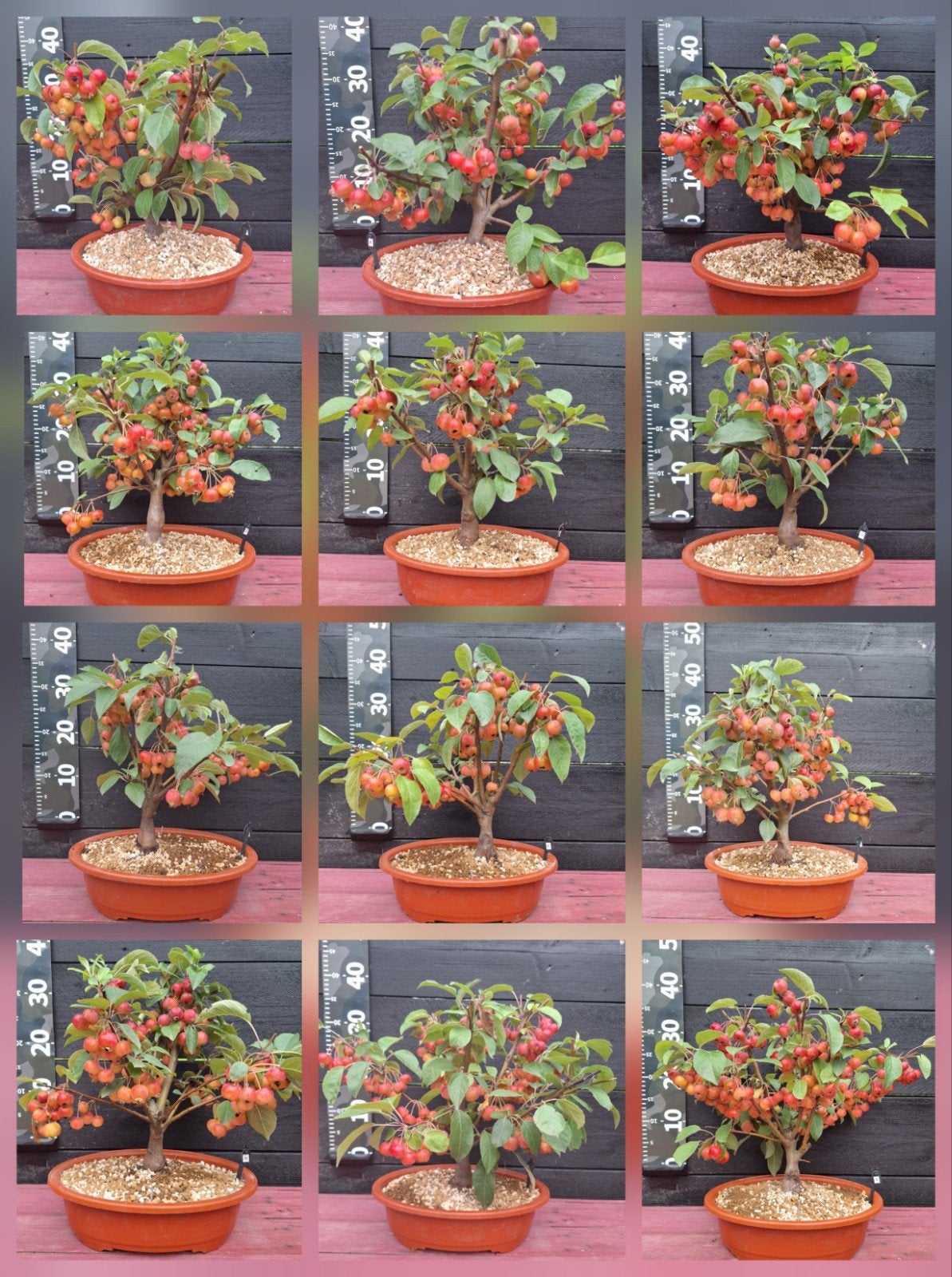 Appel Bonsai (Malus 'Evereste') 40cm hoog, bomvol appels, Overige soorten, Vaste plant, Ophalen of Verzenden, Halfschaduw