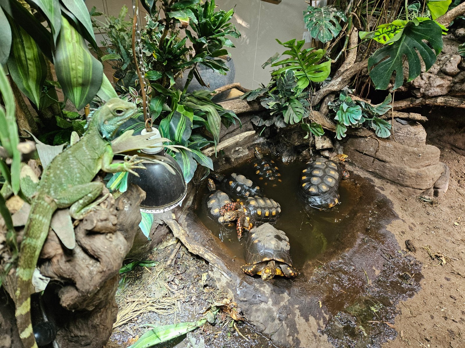 Kolenbranderschildpad – Chelonoidis carbonarius – nk 2025 Tortoise photo 21