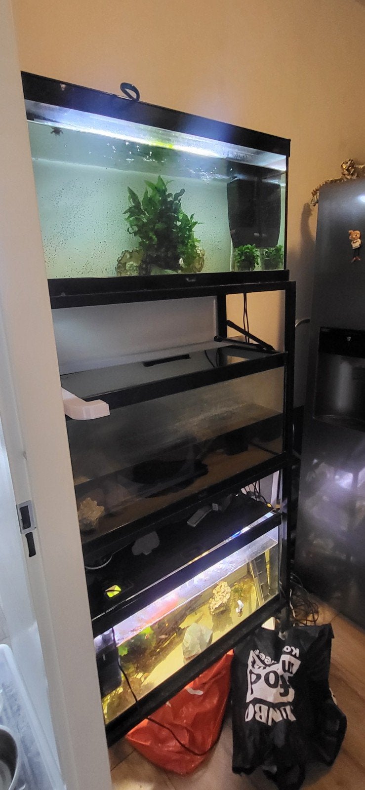 aquarium stelling met meter bakken 1.gevuld met jonge malawi, Ophalen