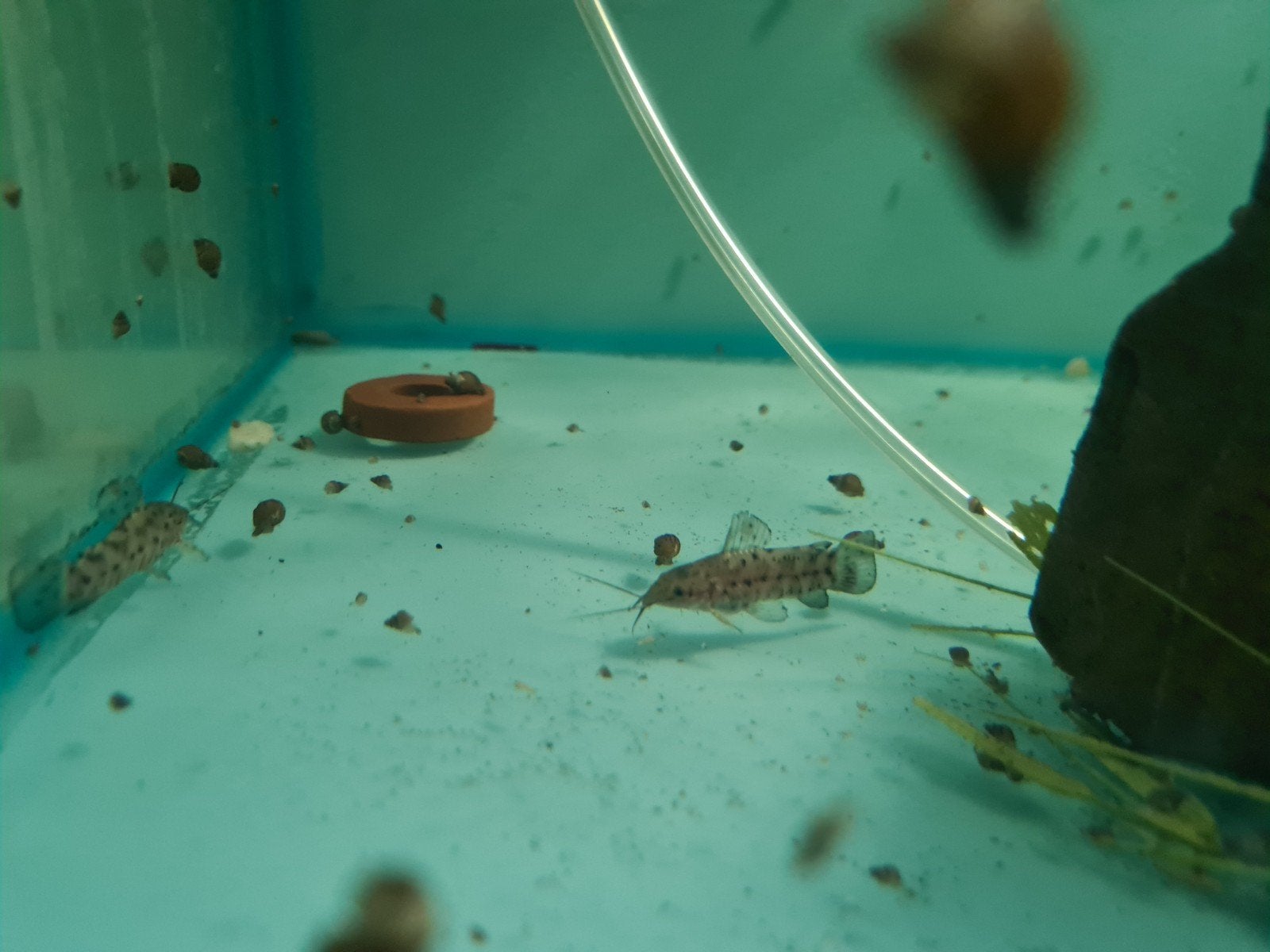 Kwi Kwi meerval, Hoplosternum Thoracatum, pantsermeerval, Dieren en Toebehoren, Vis, Zoetwatervis
