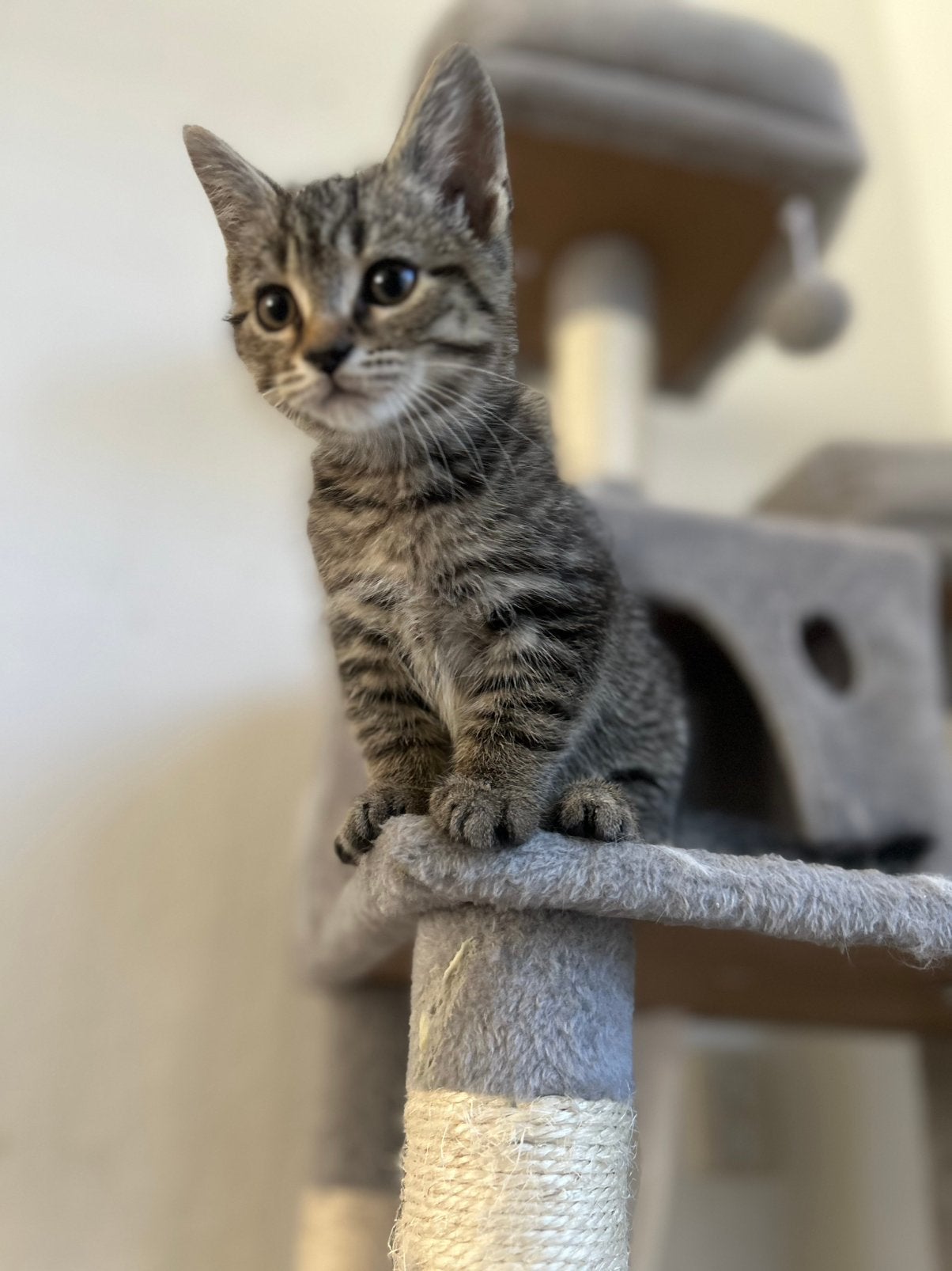 lieve Britse Korthaar kitten zoekt zijn gouden mandje, Kater, 0 tot 2 jaar