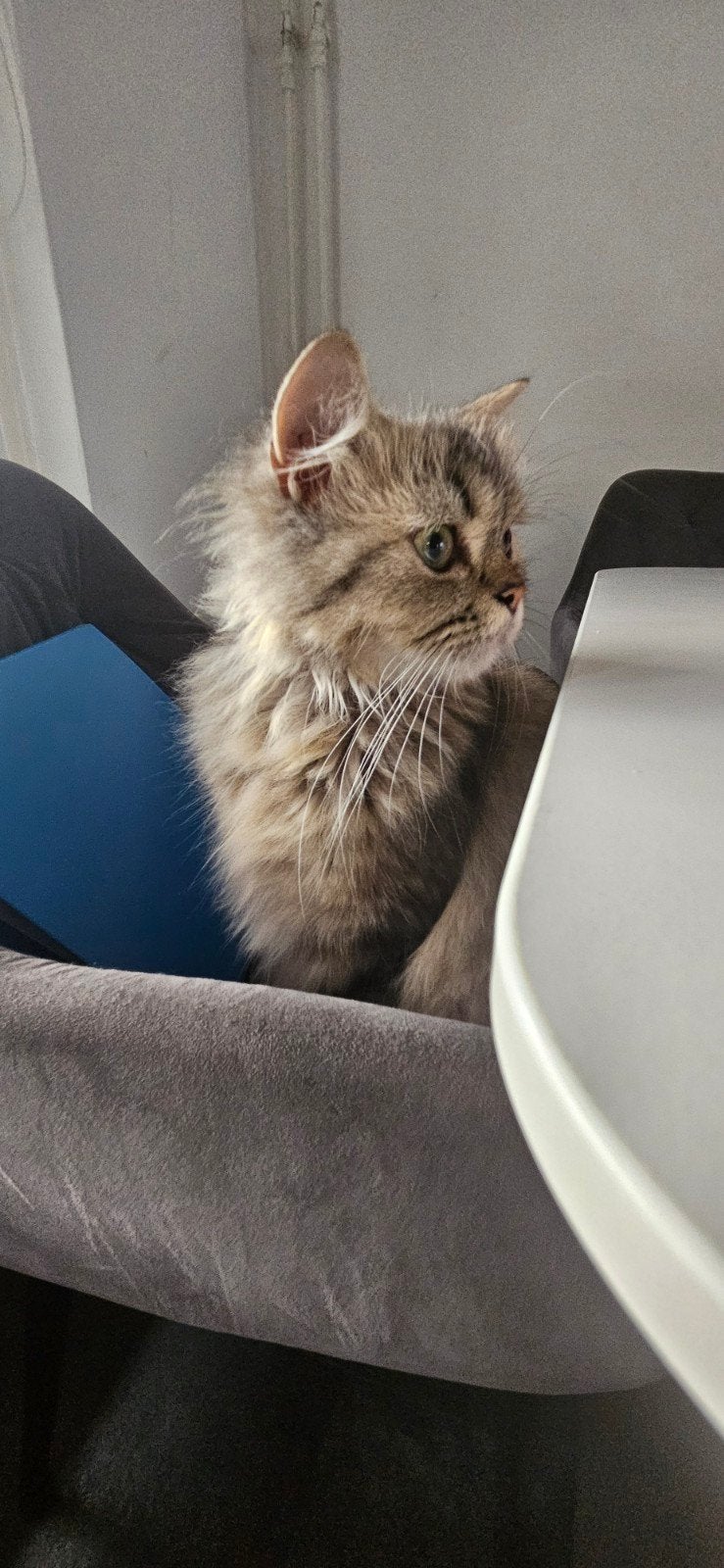 Perzisch langhaar, Poes, Met stamboom, 0 tot 2 jaar