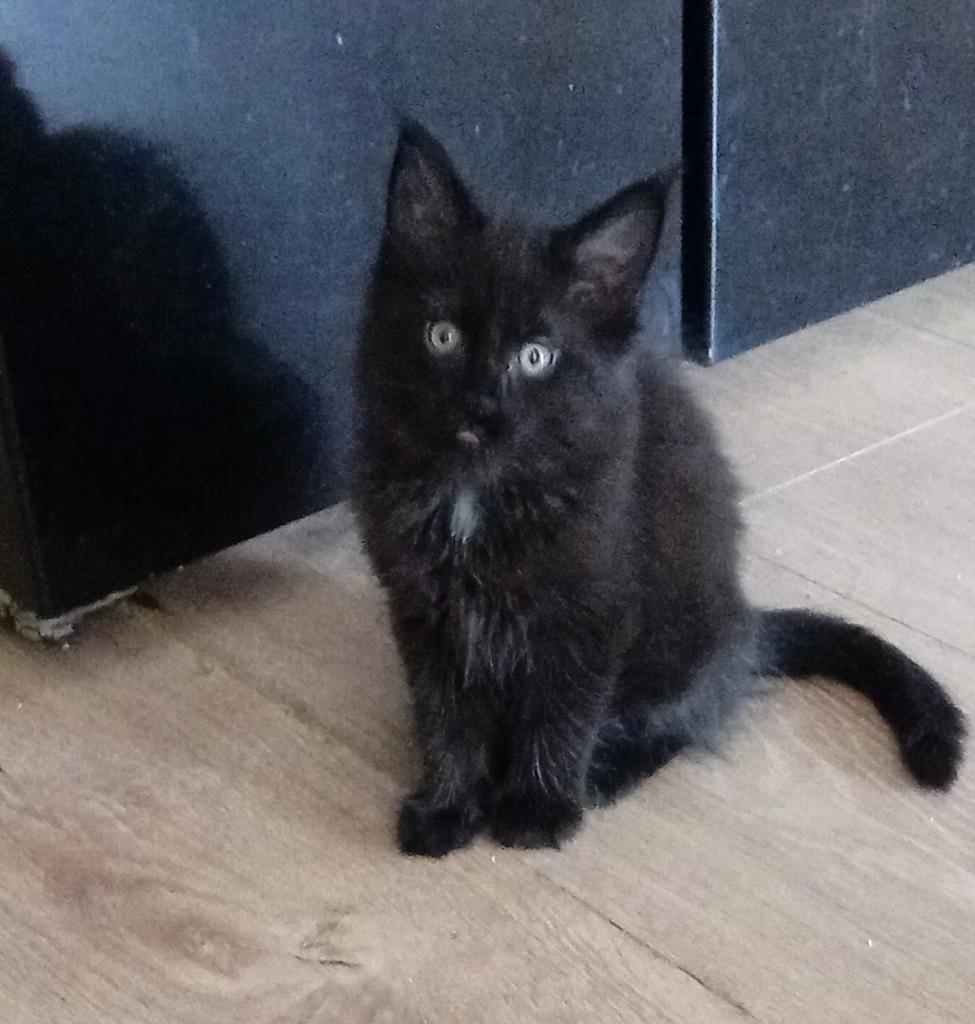 Maincoon kitten met stamboom, Kater, Met stamboom