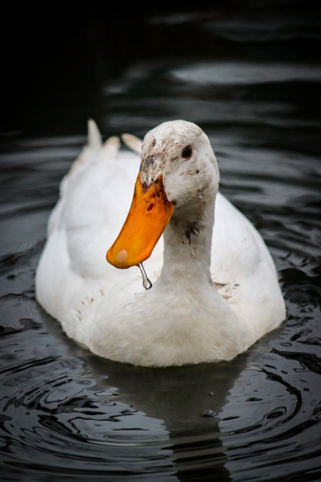 Witte indische loopeend man, Dieren en Toebehoren, Mannelijk, Eend