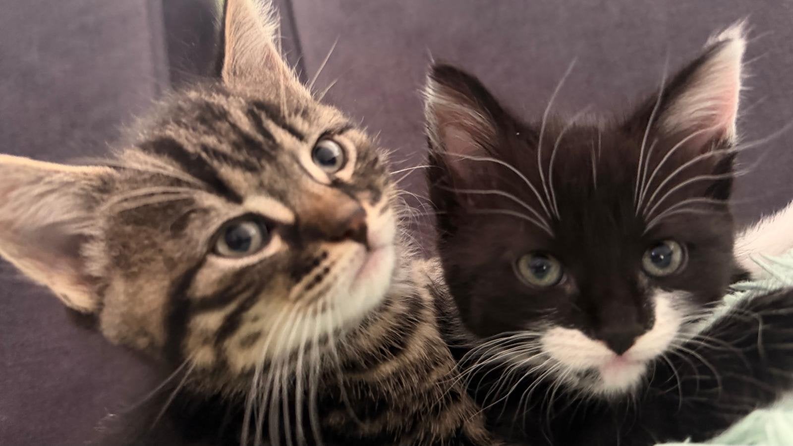 kittens gratis, Dieren en Toebehoren, Meerdere dieren, Kortharig, 0 tot 2 jaar