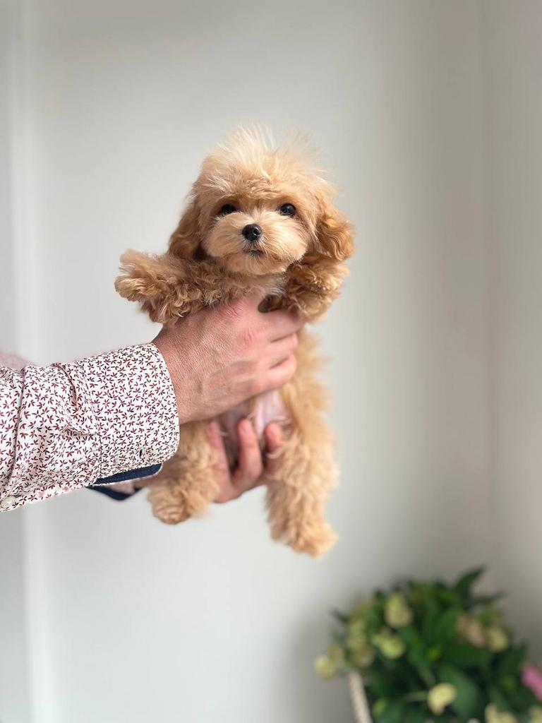 Exclusieve Maltipoo TeaCup pup (Maltezer/ Asian Toy Poedel), Particulier, Overige rassen, 8 tot 15 weken, Buitenland