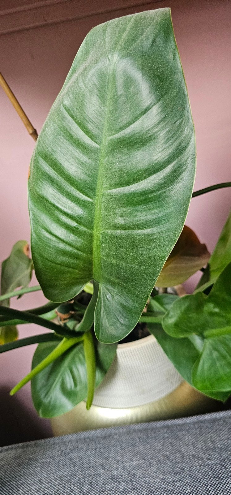 Grote stek Philodendron, Huis en Inrichting, Ophalen of Verzenden, Halfschaduw, Minder dan 100 cm