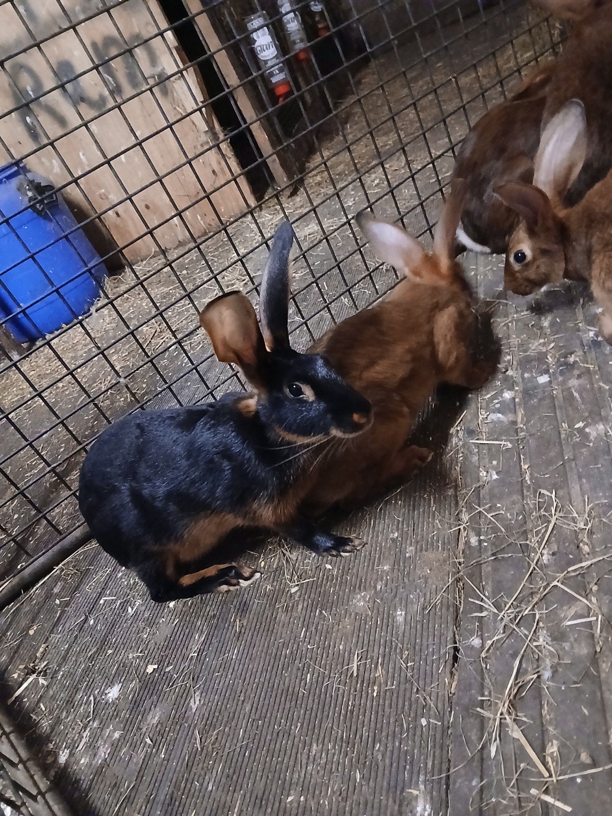 Belgische hazen, Dieren en Toebehoren, Meerdere dieren