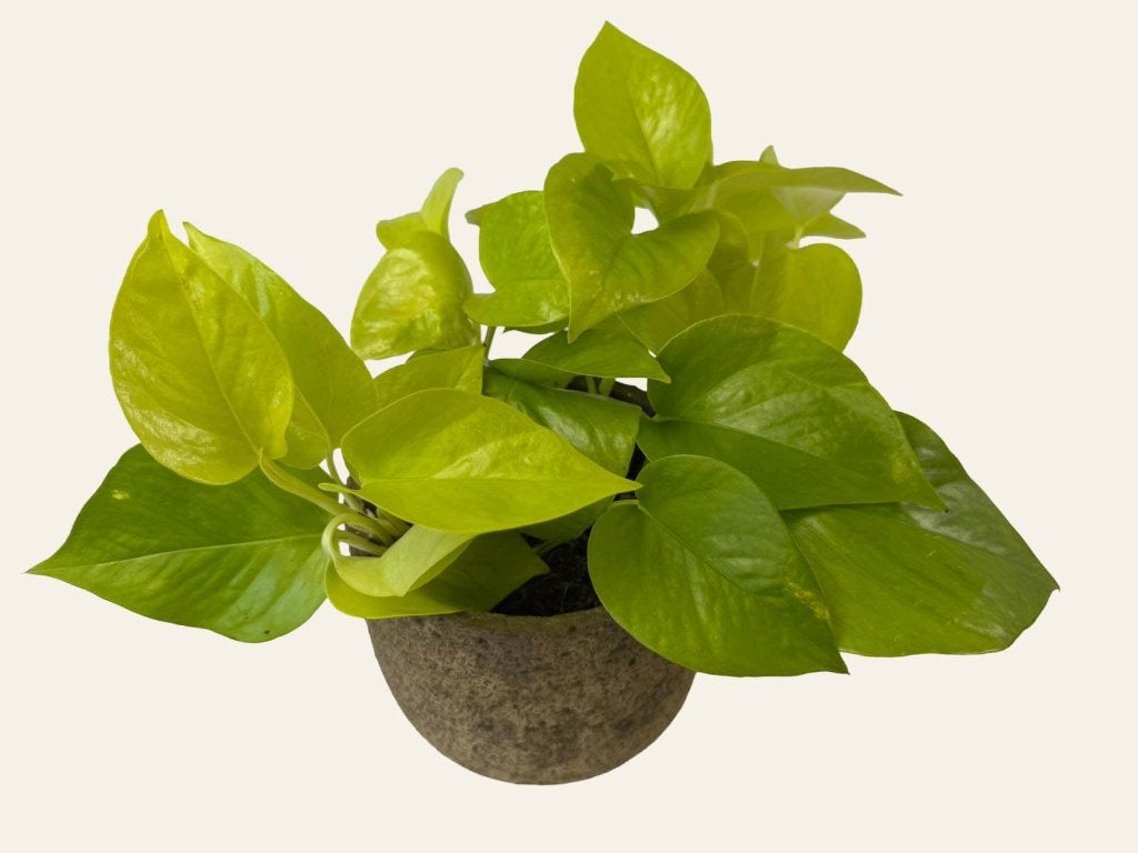 Epipremnum Golden Pothos p12, Huis en Inrichting, Kamerplanten, Ophalen of Verzenden, Halfschaduw, Minder dan 100 cm