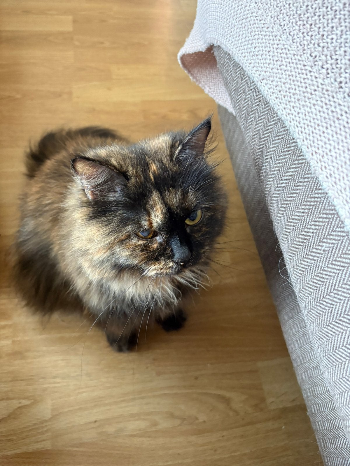 Siberische poes, Dieren en Toebehoren, Katten en Kittens | Raskatten | Langhaar, Poes, Met stamboom, 3 tot 5 jaar