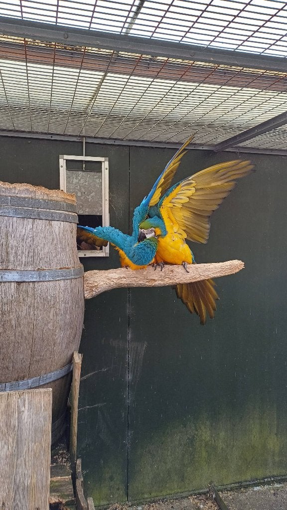 Te koop 2 koppels blauwgele ara, Meerdere dieren, Papegaai