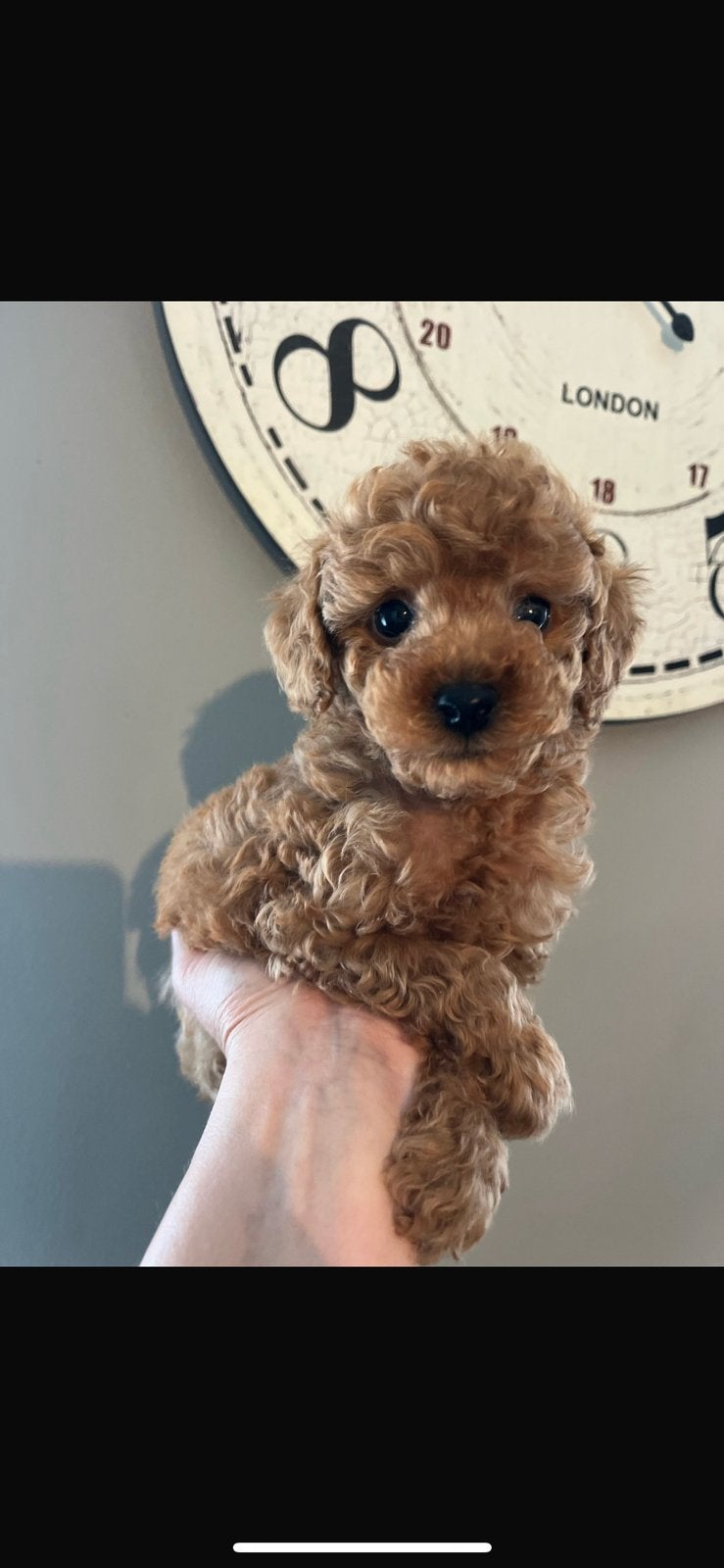 Maltipoo, (mini doodle) pups 🐶, Parvo, Overige rassen, 8 tot 15 weken, Meerdere