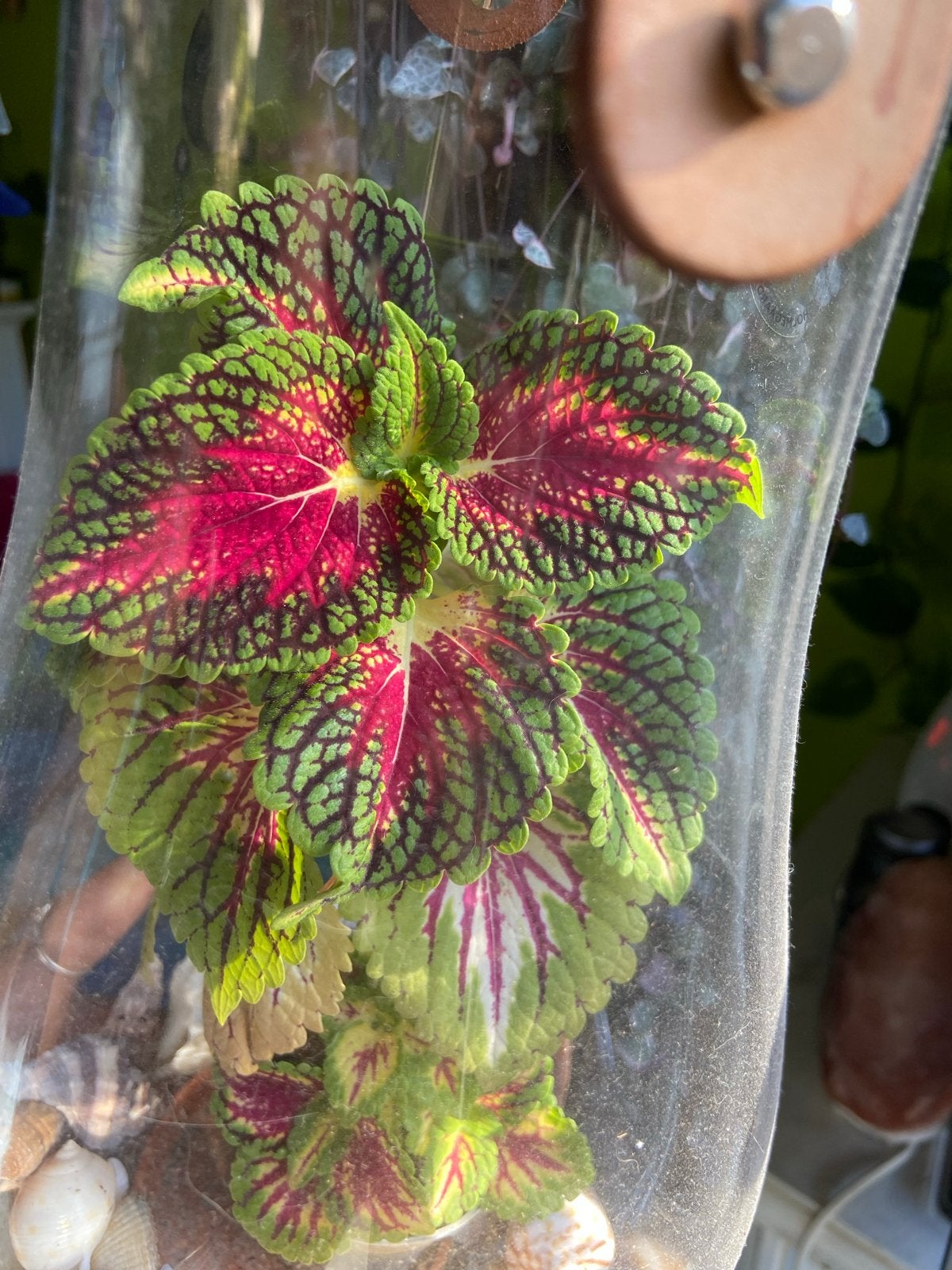 Coleus Spacecake stek, Overige soorten, Eenjarig, Ophalen of Verzenden, Bloeit niet