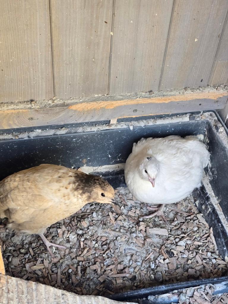 Koppel japanse kwartel, Dieren en Toebehoren, Meerdere dieren