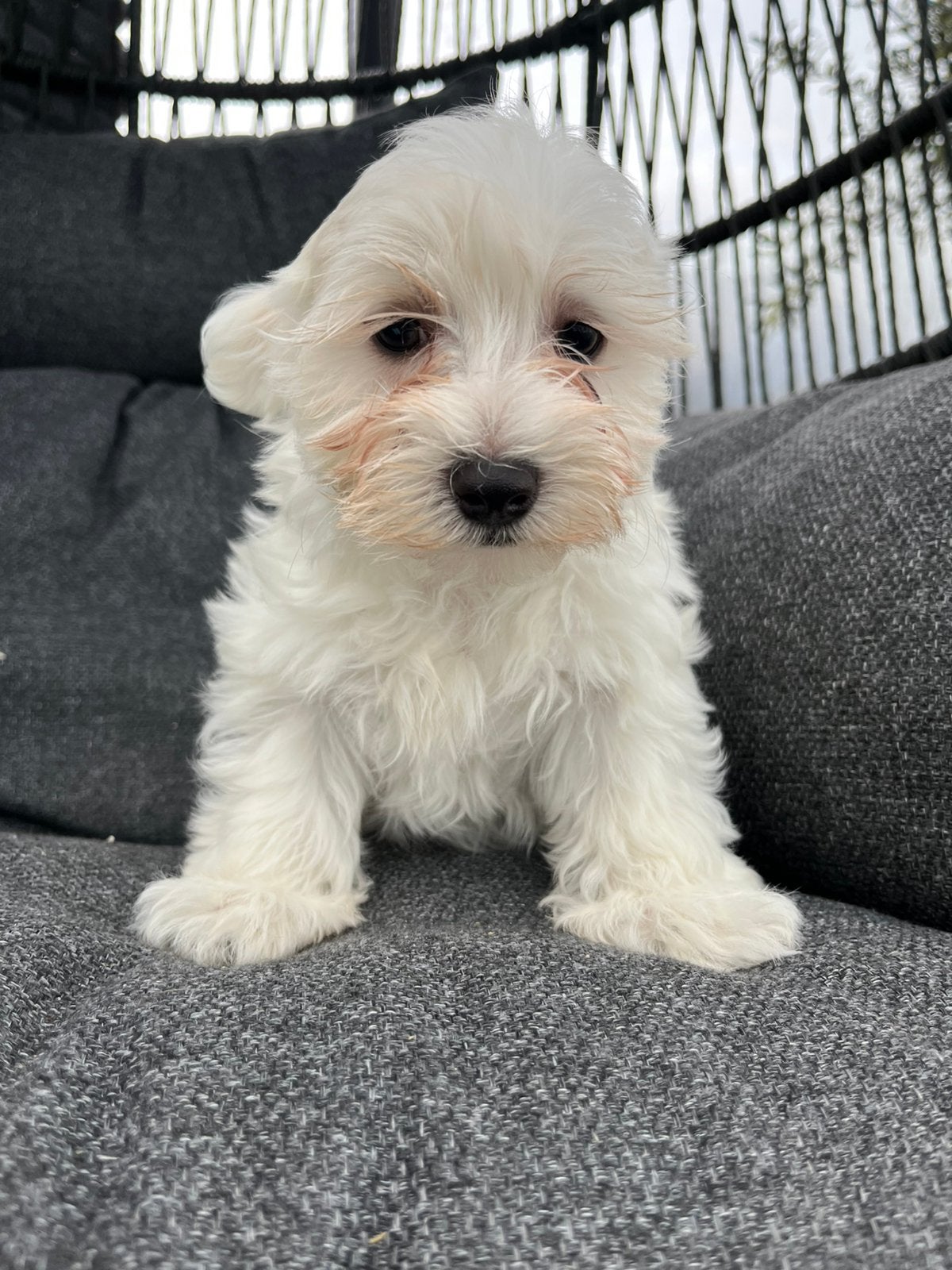 Mooie boomer pups beschikbaar, Dieren en Toebehoren, Honden | Jack Russells en Terriërs, Meerdere dieren, Overige rassen, Fokker | Professioneel