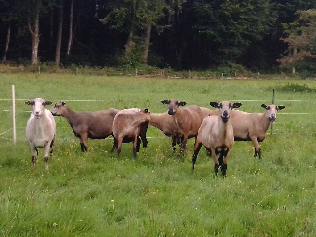 Maasduinen ooi schapen, Dieren en Toebehoren, Schapen, Geiten en Varkens, Vrouwelijk, Schaap, 3 tot 5 jaar