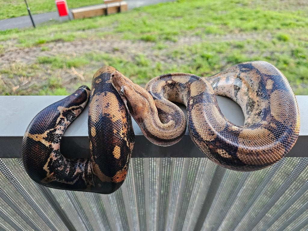 Pinkish fire vrouw boa imperator Boa Constrictor photo 13