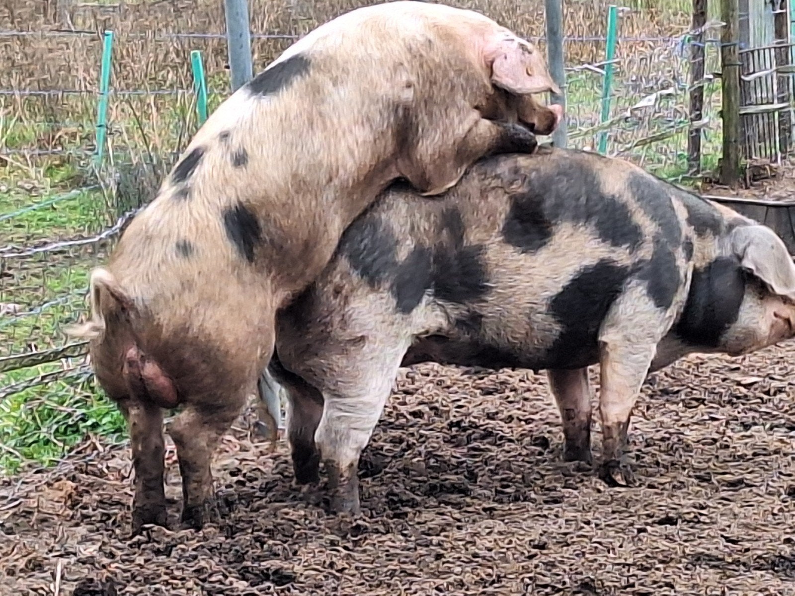 Te koop bentheimervarken  dekbeer. geschikt  voor begrazing, Dieren en Toebehoren, Mannelijk