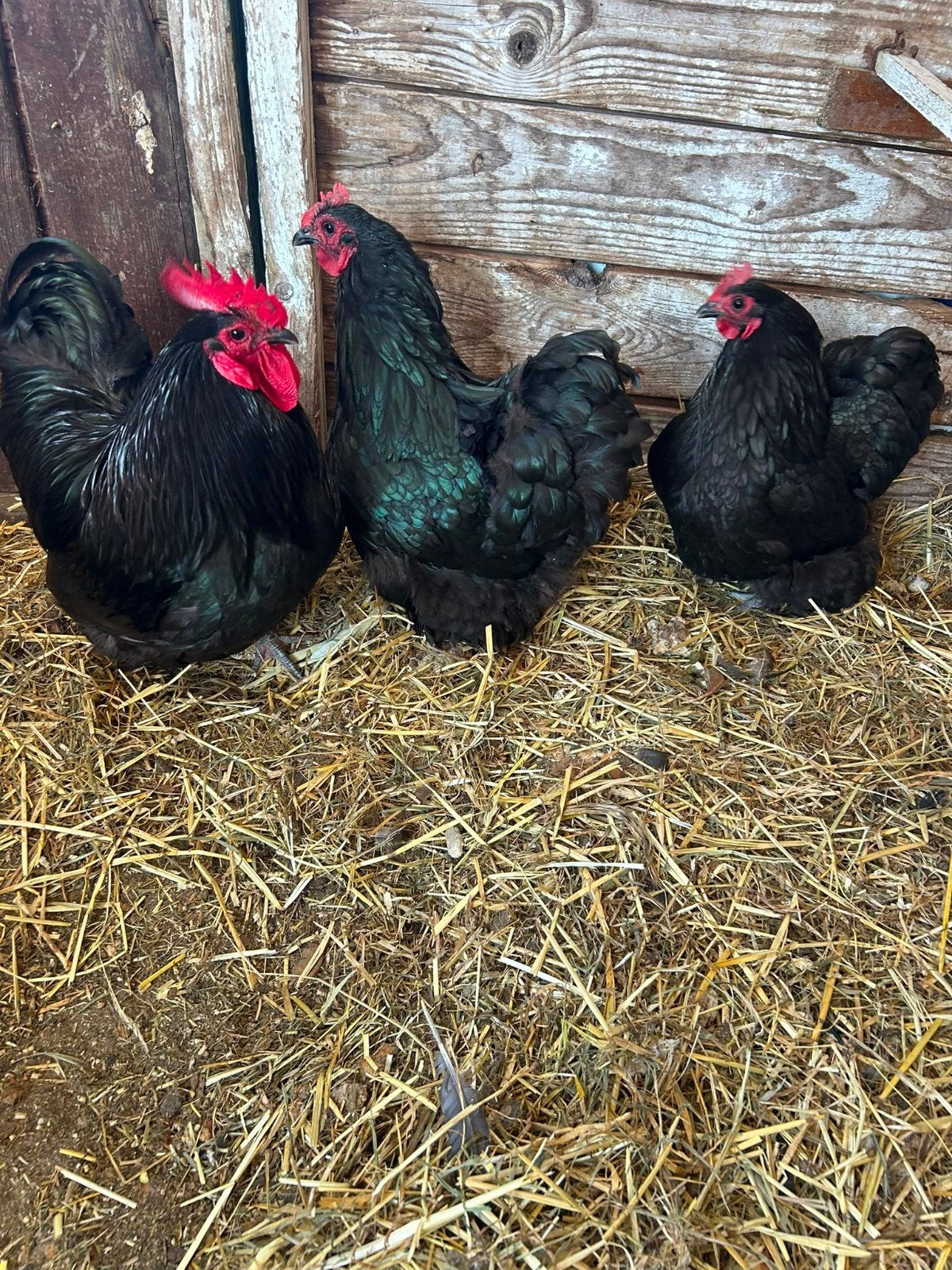 2 Cohin hennetjes + haantje, Vrouwelijk, Kip