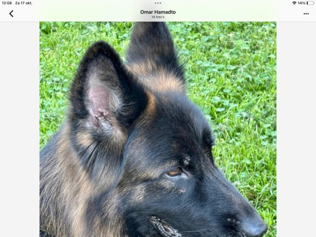 Duitse Herder( VERKOCHT), CDV (hondenziekte), Teef, Eén hond, 3 tot 5 jaar