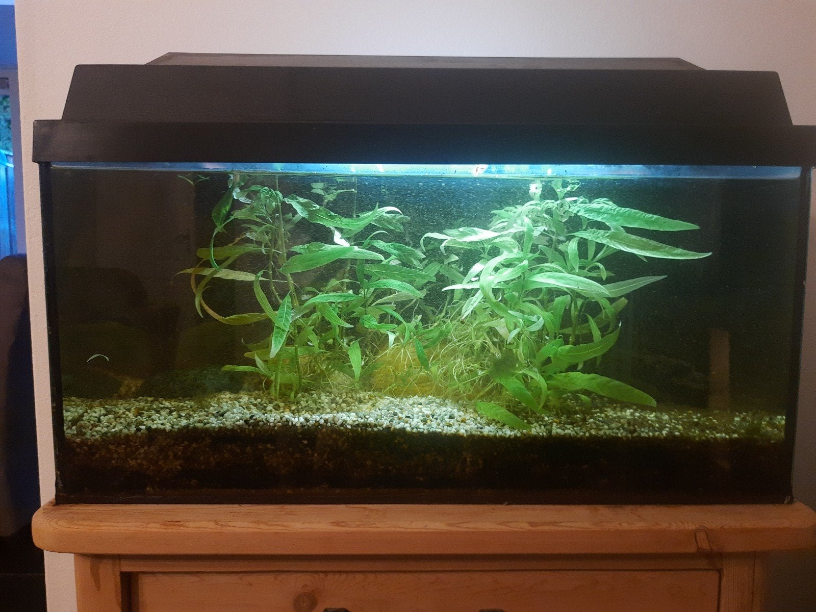 Juwel aquarium monolux 60, Dieren en Toebehoren, Vissen | Aquaria en Toebehoren, Ophalen, Gebruikt, Leeg aquarium, Inclusief deksel