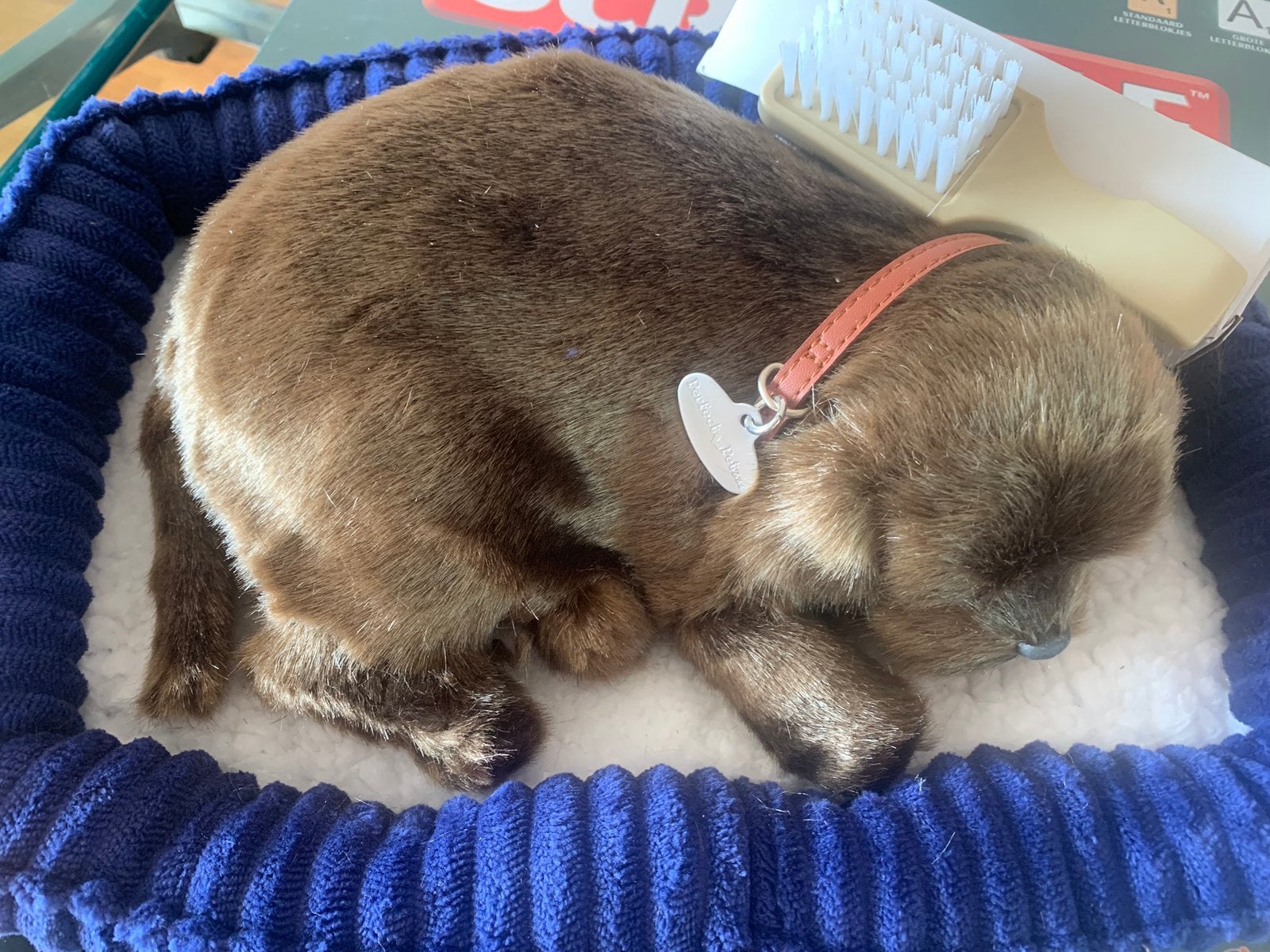 Perfect petzzz, chocolate labrador puppy., Ophalen, Nieuw